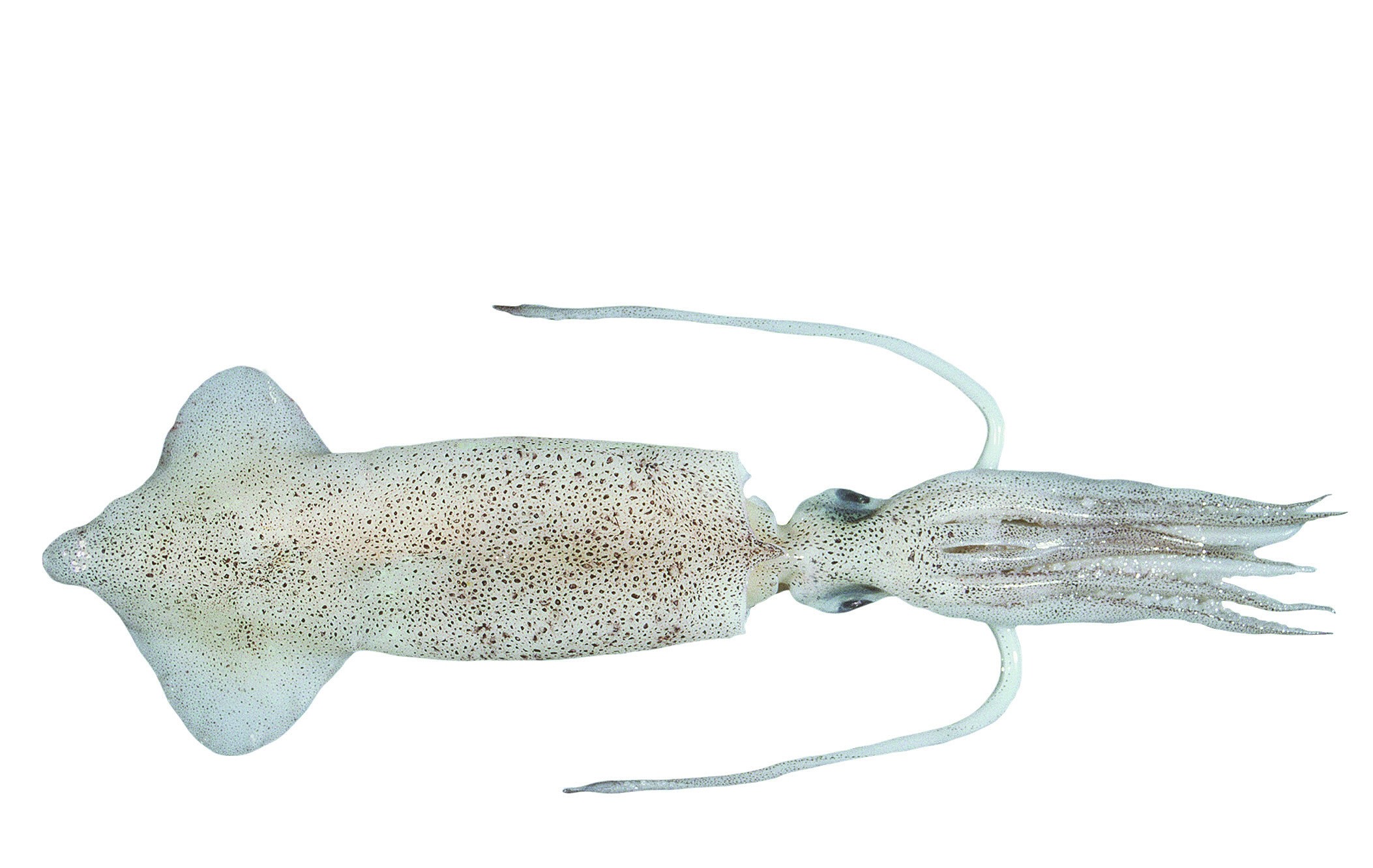 Californian Squid | FRDC